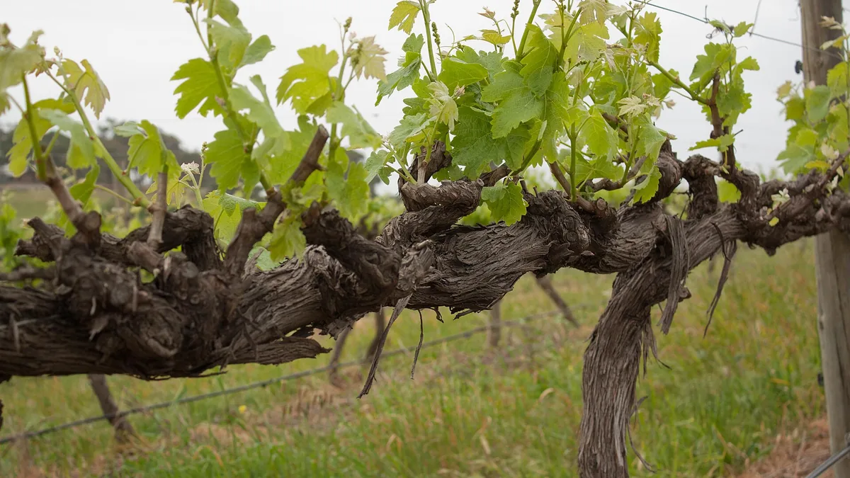 McLaren Vale wine country, South Australia